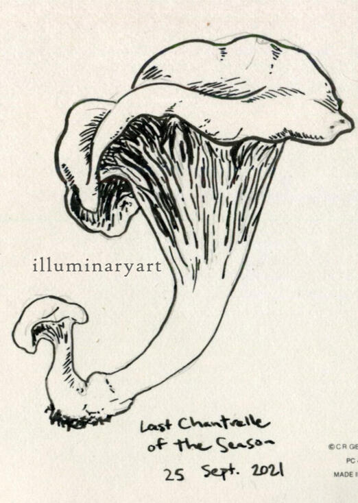 Chanterelle