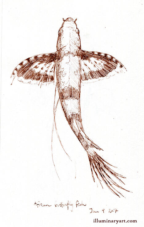 African Butterflyfish