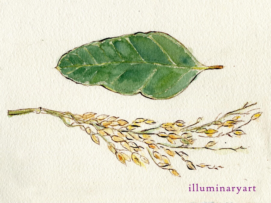 Leaf and Rice